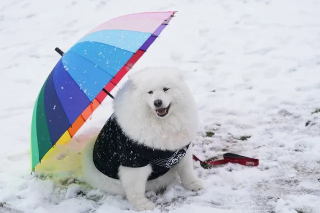 A samoyed dog named Felicity sits by an umbrella on the first day of the Crufts Dog Show at the National Exhibition Centre (NEC) in Birmingham on Thursday, March 9, 2023. (Photo by Jacob King/PA Images via Getty Images)