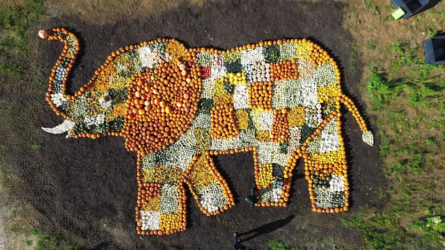 Noah’s Ark Zoo in Wraxall, Somerset, UK on October 9, 2025, has created a huge elephant from 11,000 pumpkins after its biggest and most colourful harvest yet. Six years ago, the zoo’s African elephants were given pumpkins as a seasonal treat and staff later found plants growing on a dung heap. They created a pumpkin patch, fertilised by the elephants. (Photo by South West News Service)