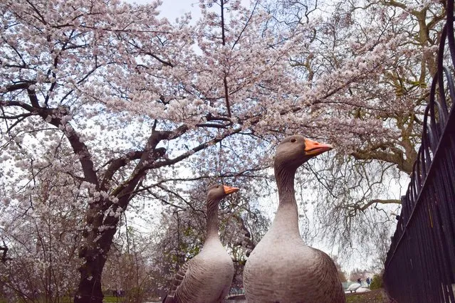 A pair of greylag geese stand beneath a cherry blossom tree in bloom in St James's Park, Central London on March 23, 2023. (Photo by Vuk Valcic/ZUMA Press Wire/Rex Features/Shutterstock)