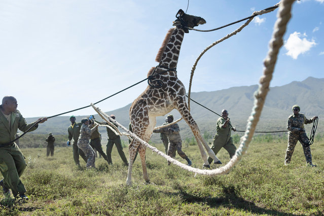 Kenya Wildlife Services (KWS) rangers guide a juvenile Masai giraffe into a transportation crate using ropes after it was tranquilized from a helicopter during an operation to translocate large herbivores from Kedong Ranch due to land subdivisions and corralling that have disrupted wildlife migratory routes in Naivasha, Nakuru County, on November 16, 2025. Driven by two long ropes held by about twenty rangers, the blindfolded giraffe enters a tall trailer that is to transport it out of its natural habitat in the Rift Valley, which is deteriorating after having been resold. This is the first step in a meticulous relocation operation in the vast Kedong ranch, part of an ancestral corridor between Mount Longonot and Hell's Gate Park, near the iconic Lake Naivasha. (Photo by Tony Karumba/AFP Photo)