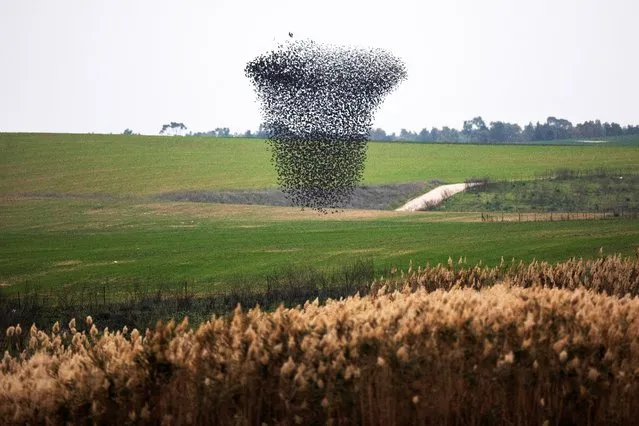 A murmuration of starlings fly above fields near Kiryat Gat, southern Israel on January 13, 2021. (Photo by Amir Cohen/Reuters)