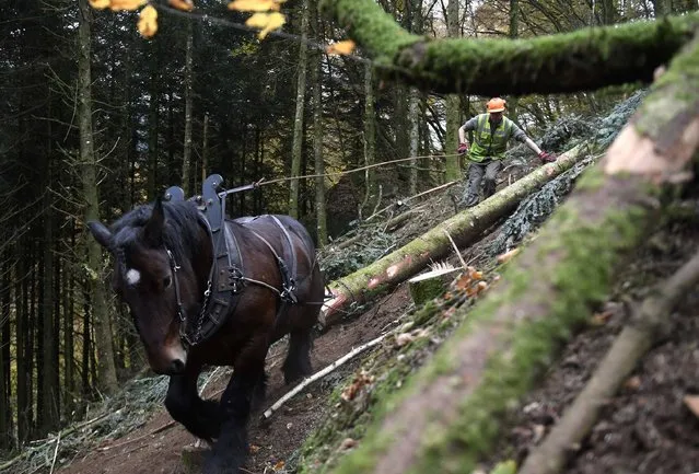 This photo taken on November 2, 2016 in the National Park of the Morvan near Roussillon-en-Morvan, Burgundy, shows a forest ranger using draft horses to skid tree logs down a forest path during a clearing operation. France's National Forests Office (ONF), charged with the management of state forests, city forests and biological reserves, started a costly two-week operation to clean this rare protected forest area in the Morvan region from resinous trees planted in the 1960s, aiming at protecting biodiversity by reducing the environmental impact of machine logging. (Photo by Philippe Desmazes/AFP Photo)