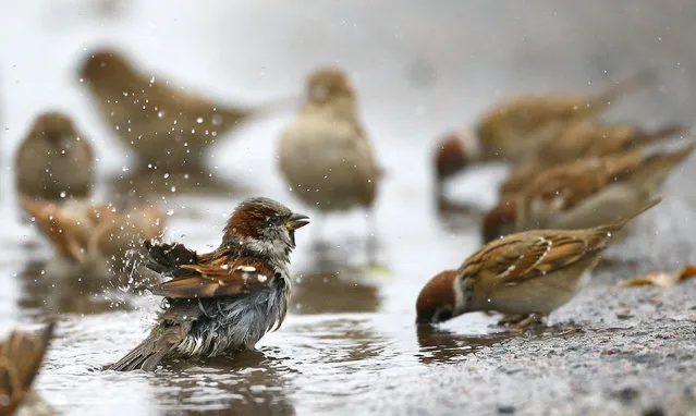 Sparrows wash themselves and drink water from a puddle in the village of Vits, Belarus November 8, 2016. (Photo by Vasily Fedosenko/Reuters)