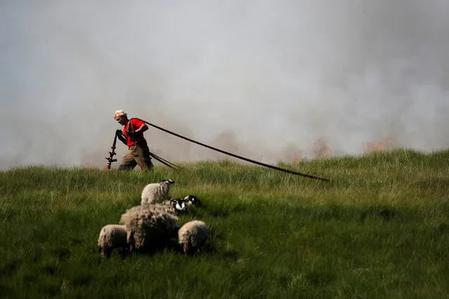 A firefighter carries a water hose past sheep close to scorched moorland as it burns during a moorland fire at Winter Hill, near Rivington, Britain July 1, 2018. (Photo by Phil Noble/Reuters)