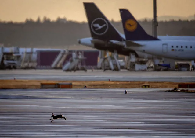 A hare runs over the runway at the airport in Frankfurt, Germany, Friday, February 19, 2021. Due to the coronavirus there is less traffic at the airport since almost one year. (Photo by Michael Probst/AP Photo)