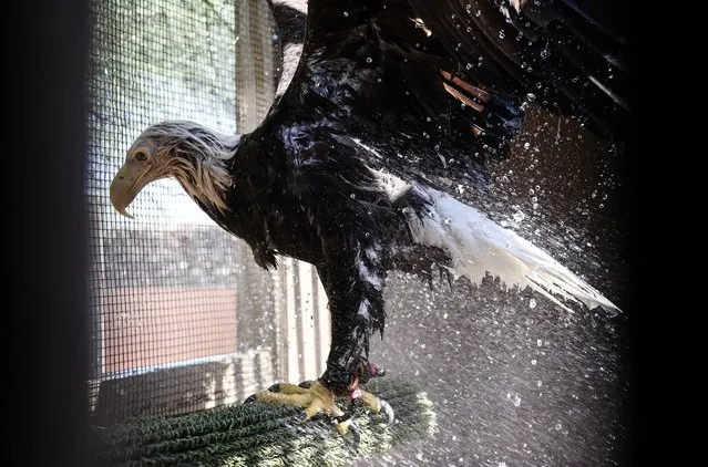 A bald eagle is sprayed down with water by a volunteer at Liberty Wildlife, an animal rehabilitation center and hospital, during afternoon temperatures above 110 degrees amid the city's worst heat wave on record on July 26, 2023 in Phoenix, Arizona. Employees and volunteers spray down the birds with water twice per day in the afternoon, while also utilizing fans and swamp coolers, to prevent them from overheating. While Phoenix endures periods of extreme heat every year, today marked the 27th straight day of temperatures reaching 110 degrees or higher, a new record amid a long duration heat wave in the Southwest. (Photo by Mario Tama/Getty Images)