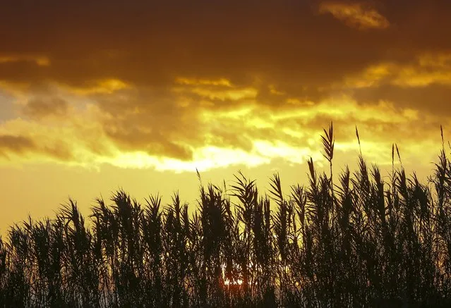 The sunset is seen behind reeds near the village of Serignan, north of France, January 2, 2016. (Photo by Yves Herman/Reuters)