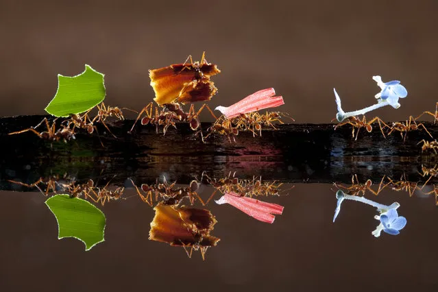 Ants carry leaves, petals and flowers in the Costa Rican rainforest. (Photo by Bence Mate/Caters News Agency)