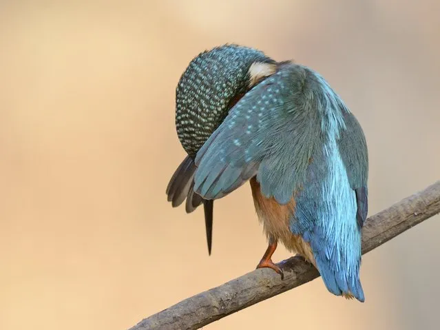 A kingfisher hides its head in its wings, September 2018. (Photo by Antonio Medina/Barcroft Images/Comedy Wildlife Photography Awards)