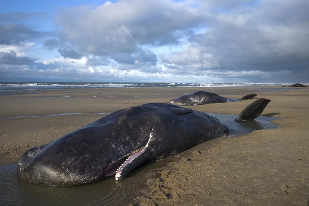 Five Sperm Whales Die after Beaching on Dutch Island