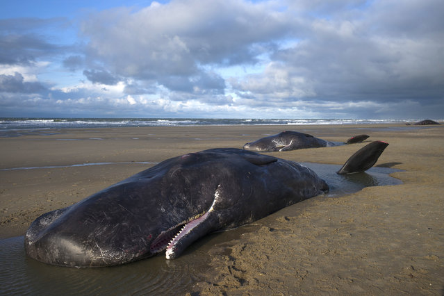 Dead sperm whales are seen on a beach on Texel Island, The Netherlands, January 13, 2016. (Photo by Cris Toala Olivares/Reuters)