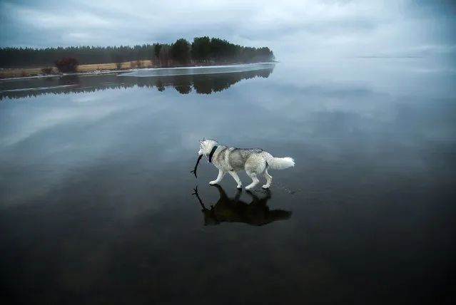 Husky dog Alaska walks on water in Northern Russia, January 2015. The miraculous images were taken after heavy rainfall landed on a frozen lake. The rare phenomenon was captured by the dog's owner Fox Grom. (Photo by Fox Grom/Visual Press Agency)