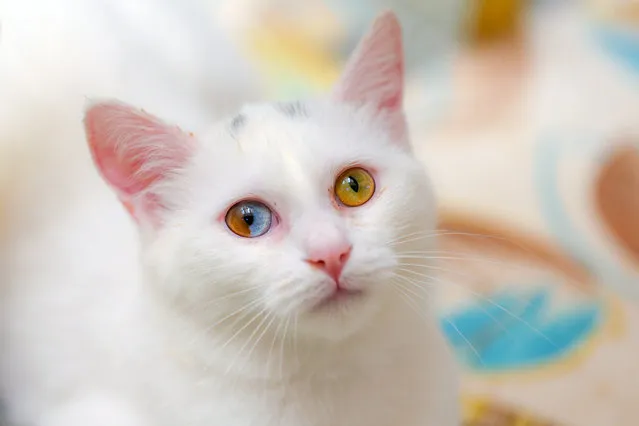 A Van cat, with different eye colors, is seen at Van Cat Research Center of Yuzuncuyil University on October 30, 2018 in Van, Turkey. Van cats have eyes where each one of them has two or more different colors, a condition referred to as sectoral heterochromia, where the iris contains two different colors in the same area. (Photo by Ozkan Bilgin/Anadolu Agency/Getty Images)