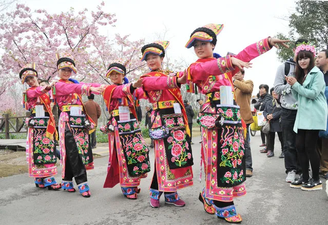 Performers dance during the Cherry Blossom Festival at Gucun Park on March 18, 2015 in Shanghai, China. Cherry Blossom Festival opened at Gucun Park in Shanghai and is open till April 15. (Photo by ChinaFotoPress/ChinaFotoPress via Getty Images)