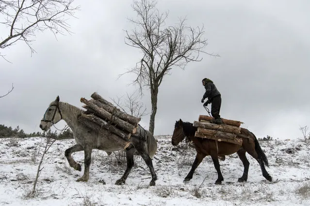 A woodcutter rides horses laden with wood during a deforestation near Sofia, Bulgaria on December 28, 2016. (Photo by Nikolay Doychinov/AFP Photo)