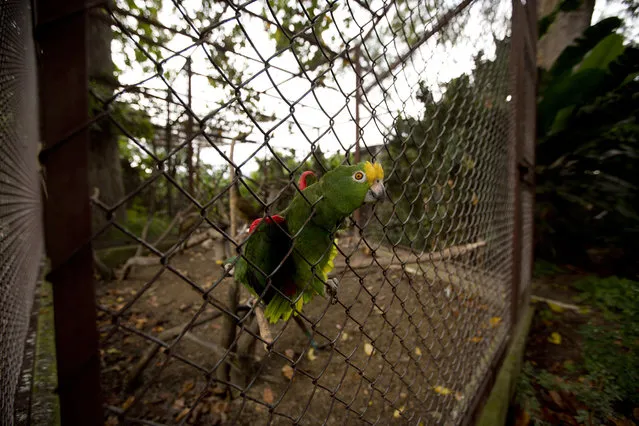 In this October 18, 2018 photo, a yellow crowned macaw peers through its cage at a private zoo where an investigation center to breed Venezuela's red siskin bird is being built in Turmero, Venezuela. Poor Venezuelan families often capture and sell threatened birds to illegal traffickers, some in the military, adding to the challenges of rescuing endangered birds from extinction. (Photo by ernando Llano/AP Photo)