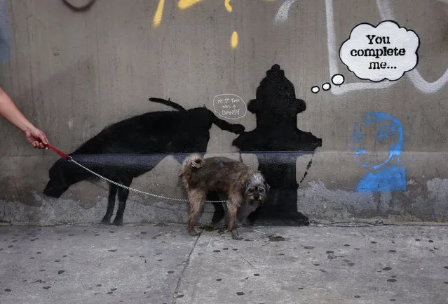 A dog urinates on a new work by British graffiti artist Banksy on West 24th street in New York, October 3, 2013. (Photo by Mike Segar/Reuters)