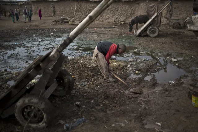 An Afghan refugee youth uses a shovel to create a sewage path near his mud home in a slum on the outskirts of Islamabad, Pakistan, Saturday, February 21, 2015. (Photo by Muhammed Muheisen/AP Photo)