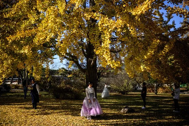 A woman wears a traditional Hanbok dress as she stands under a gingko tree with autumnal foliage in the Gyeongbokgung Palace grounds in Seoul on November 2, 2023. (Photo by Anthony Wallace/AFP Photo)