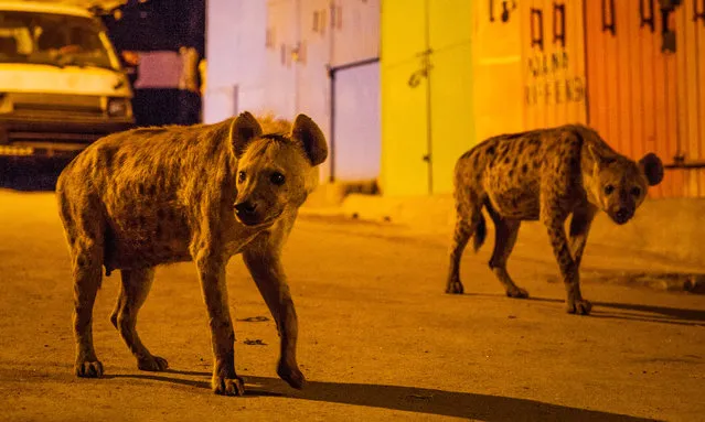 A pair of spotted hyenas search for scraps of food on the streets of Harar in Ethiopia. (Photo by Paul Thompson/BBC Digital Picture Service)