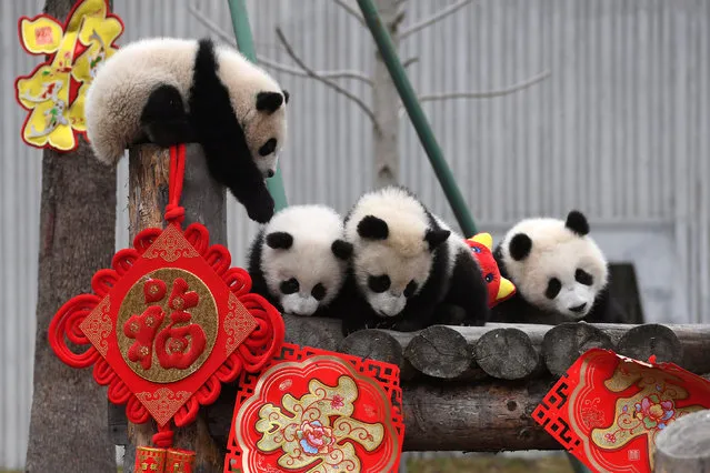 Giant panda cubs play together surrounded by decorations during an event to celebrate Chinese Lunar New Year of Pig, at Shenshuping panda base in Wolong, Sichuan province, China on January 31, 2019. (Photo by Reuters/China Daily)
