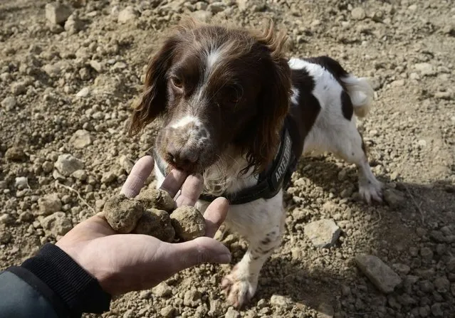 A participant holds four truffles unearthed by his dog during a truffle hunting contest as part of the Truffle International Fair (FITRUF) held in Sarrion, in the Spanish eastern province of Teruel, on December 10, 2023. The once-abandoned hills near the village of Sarrion in Spain's remote and sparsely populated eastern Teruel province are now home to rows of oak trees. Here, large quantities of black truffles “considered one of the most exclusive and expensive delicacies on the planet” grow underground, nestled in their roots. The production of “tuber melanosporum”, the scientific name for black truffles, has soared in recent years in Spain, which is now the world's leading producer of these “black diamonds” that can fetch up to 1,500 euros ($1,600) per kilo. (Photo by Jose Jordan/AFP Photo)