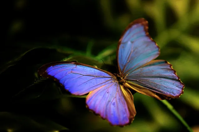 Butterflies at Tropical Butterfly Garden in Konya, Turkiye on December 05, 2023. Thousands of people have visited the Tropical Butterfly Garden, which has the largest butterfly flight area in Europe and attracts great interest from local and foreign tourists, since 2015. (Photo by Serhat Cetinkaya/Anadolu via Getty Images)