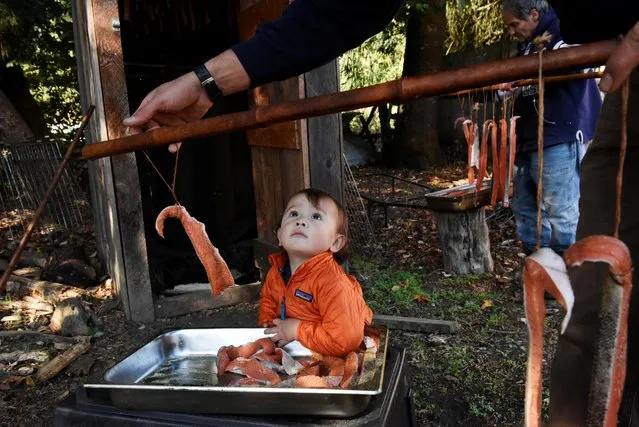 A 16-month-old boy watches as his father Joseph Marshal and great Uncle Ernie Marshal (R) place salmon on a pole to be put into a smoke house on the Trinity River on the Hoopa Valley Reservation in Hoopa, California, October 14, 2021. California Department of Fish and Wildlife officials are completing an unprecedented effort to save more than 1 million Chinook salmon, a campaign that also may help preserve a way of life for a Native American tribe. (Photo by Stephanie Keith/Reuters)
