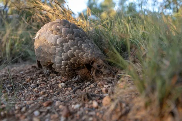 A rescued Pangolin named “Stevie” looks for food as part as his rehabilitation process in an undisclosed location on November 23, 2021. Pangolins are believed to be the most trafficked mammals. They're prized for their scales, made of keratin, like human nails, which are used in Asia for their supposed medicinal properties Only found in the wild in Asia and Africa, their numbers are plummeting under pressure from poaching. Pangolins are listed by wildlife watchdogs as vulnerable to critically endangered species. (Photo by Guillem Sartorio/AFP Photo)