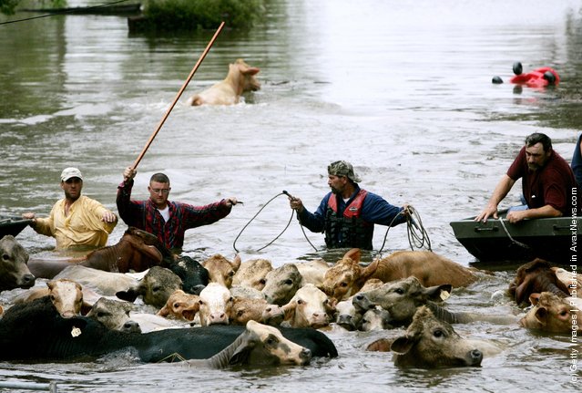 Wranglers guide a herd of stranded cows to higher ground as flood waters rise, due to a levy break September 24, 2005 in Chauvin, Louisiana