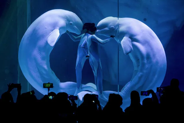 In this Monday, April 15, 2019, file photo, visitors watch white whales make a heart shape with trainers during a show at Haichang Ocean Park in Shanghai, China. (Photo by Andy Wong/AP Photo/File)