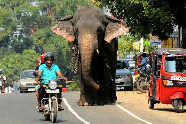 A Sri Lankan elephant walks along a street in Colombo on February 16, 2014. The Sri Lankan elephant is listed as endangered by the International Union for Conservation of Nature (IUCN) as the population has declined by at least 50% over the last three generations, with the species threatened by habitat loss, degradation and fragmentation. (Photo by Ishara S. Kodikara/AFP Photo)