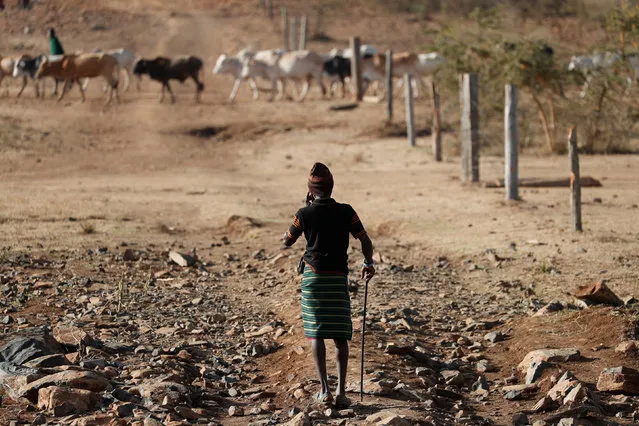 A Pokot tribesman and cattle herder looks on as cows walk through a fence destroyed by other Pokot tribesmen in Mugui conservancy, Kenya February 11, 2017. (Photo by Goran Tomasevic/Reuters)
