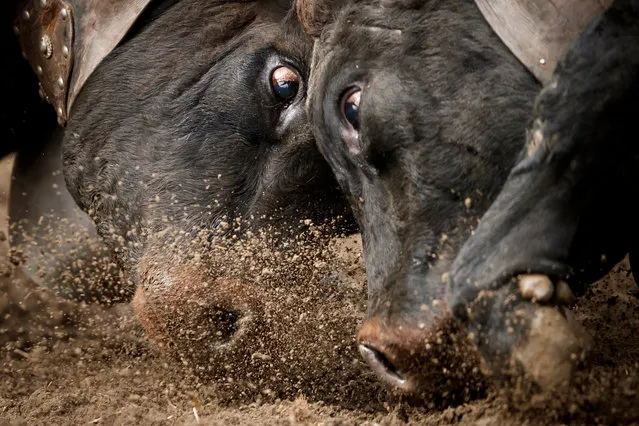 Two Herens cows lock horns during the qualification round of the annual Finale nationale de la race d'Herens' (Herens national cow fighting finals) in Aproz, Switzerland, 05 May 2019. Each year when taken to the alpine pastures, the cows test their strength and fight for the herd's leadership. The competition continues until a new queen has forced all the other cows to retreat. (Photo by Valentin Flauraud/EPA/EFE)