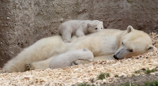14 week-old twin polar bear babies rest with their mother Giovanna during their first presentation to the media in Hellabrunn zoo on March 19, 2014 in Munich, Germany. (Photo by Alexandra Beier/Getty Images)