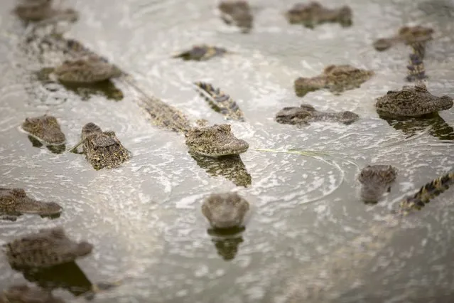 Baby Cuban crocodiles (Crocodylus rhombifer) are seen in a hatchery at Zapata Swamp National Park, June 4, 2015. Ten baby crocodiles have been delivered to a Cuban hatchery in hopes of strengthening the species and extending the bloodlines of a pair of Cuban crocodiles that former President Fidel Castro had given to a Soviet cosmonaut as a gift in the 1970s. Picture taken June 4, 2015. REUTERS/Alexandre Meneghini 
