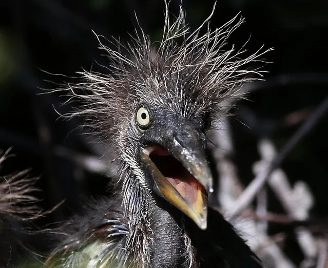 A Tri-colored Heron hatchling opens his mouth at Wakodahatchee Wetlands in Delray Beach, Florida on 21 April 2016. Spring is nesting season in South Florida and over 140 species of birds have been spotted in the wetlands. (Photo by Rhona Wise/AFP Photo)