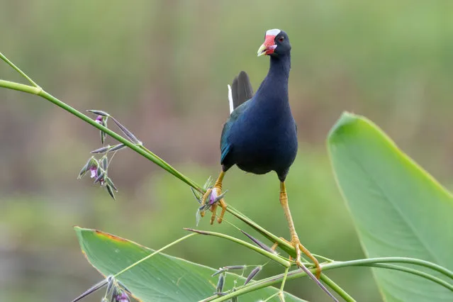 Joseph Przybyla, Plants for Birds honourable mention. Circle B Bar Reserve, Lakeland, Florida, US. The purple gallinule seems to combine the best traits of its rail relatives. Like true rails, it slips through dense marshes; like the coots, it swims and dives expertly on open water. When food beckons, it uses its garish yellow feet to clamber higher, even into trees. (Photo by Joseph Przybyla/Audubon photography awards)