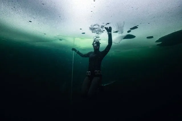 Johanna Nordblad, 42, Finnish freediver swims under ice during a Ice-freediving training session on February 28, 2017, in Somero (southwest Finland). The ice is about 45cm thick, water temperature +1ºC. Johanna Nordblad holds the world record of freediving under ice with bathing suit with 50m distance. (Photo by Olivier Morin/AFP Photo)