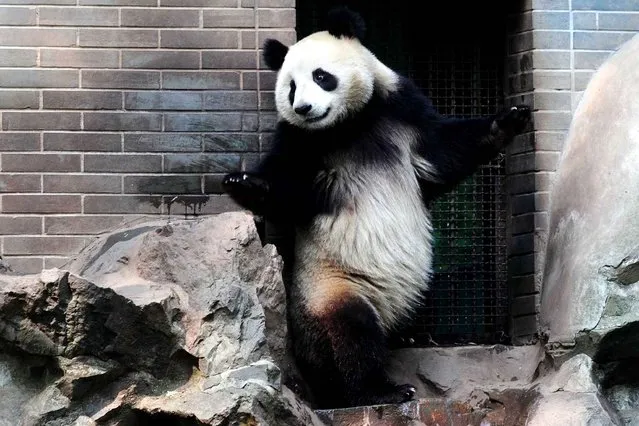 This picture taken on April 14, 2014 shows a giant panda playing in its enclosure at Hangzhou Zoo in Hangzhou, in eastern China's Zhejiang province. Giant pandas, notorious for their low s*x drive, are among the world's most endangered animals. Fewer than 1,600 pandas remain in the wild, mainly in China's Sichuan province, with a further 300 in captivity around the world. (Photo by AFP Photo)
