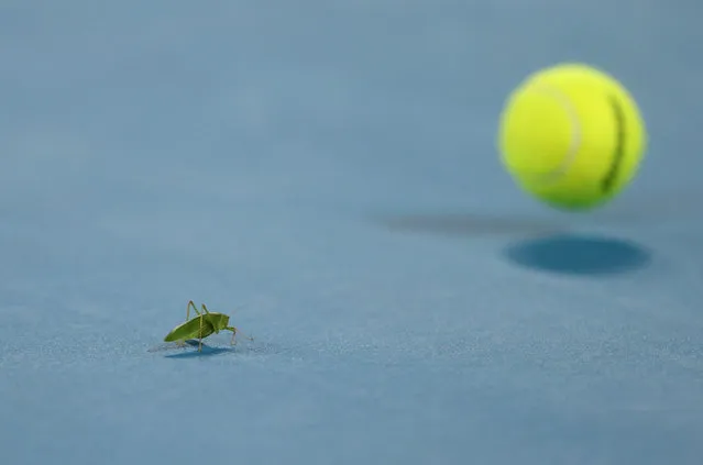 A grasshopper is seen on court during the Australian Open fourth round match between Taylor Fritz of the US and Greece’s Stefanos Tsitsipas in Melbourne, Australia on January 24, 2022. (Photo by Loren Elliott/Reuters)