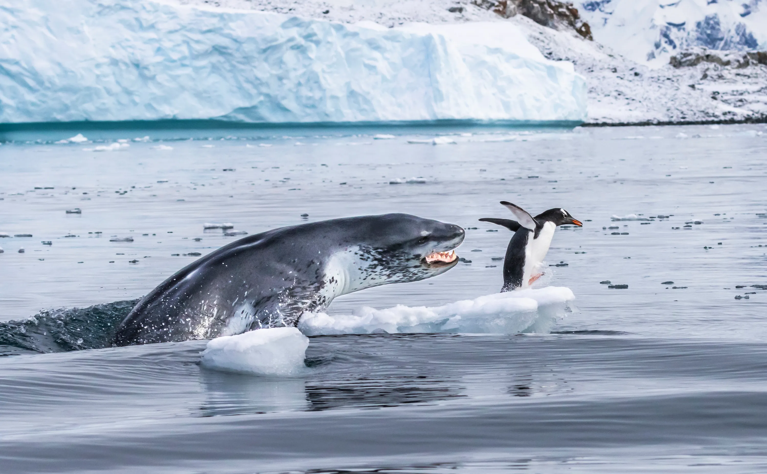 Охотятся ли медведи на пингвинов окружающий мир. Морской леопард и Касатка. Морской леопард в Антарктиде. Антарктида тюлень морской леопард. Антарктида кит Касатка.