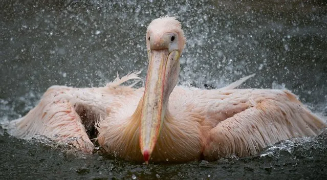 A white pelican splashes around in its enclosure at Tierpark Hagenbeck zoo in Hamburg, northern Germany, on April 12, 2017. (Photo by Daniel Reinhardt/AFP Photo/DPA)
