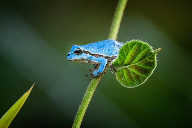 A very rare blue colored tree frog, which is normally known for its green color, holds onto a leaf in Karacabey district of Bursa, Turkiye on June 28, 2024. (Photo by Alper Tuydes/Anadolu via Getty Images)