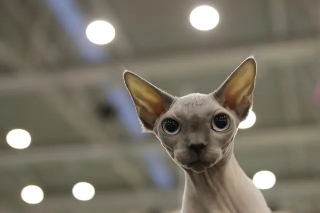 Pelle di Luna (Moon Skin) a Sphinx cat, attends a cat show in Rome, Saturday, November 16, 2019. Hundreds of cats compete in the feline beauty competition held over the weekend in the Italian capital. (Photo by Alessandra Tarantino/AP Photo)