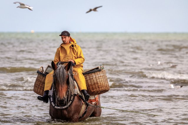 A shrimp fisher on horseback goes out into the sea to showcase their skills in Oostduinkerke, southern west coast of Belgium, 07 August 2024. Shrimp fishing on horseback is a centuries-old tradition unique to Belgium. Using powerful Brabant draft horses, fishermen and fisherwomen navigate the shallow waters, pulling nets through the sand to catch shrimp. This remarkable practice, recognised by UNESCO as an Intangible Cultural Heritage since 2013, continues throughout the year except for the winter months. (Photo by Olivier Matthys/EPA)