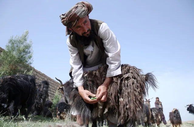 In this Wednesday, April 15, 2015 photo, Afghan shepherd Mohammad Amin talks as he combs cashmere from a goat in Herat city, west of the capital Kabul, Afghanistan. Mohammad has 120 goats grazing the open spaces around an industrial park. At this time of year, most of the female goats have kids and shed the cashmere, which Amin  pulls off in huge handfuls. (Photo by Massoud Hossaini/AP Photo)