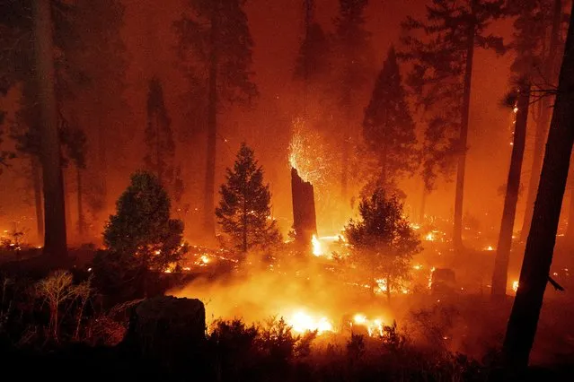 Embers fly from a tree as the Caldor Fire burns along Highway 50 in Eldorado National Forest, Calif., on Wednesday, September 1, 2021. (Photo by Noah Berger/AP Photo)
