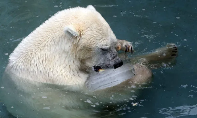 A polar bear holds onto a block of ice at a zoo in Daejeon, 160 km south of Seoul, to stay cool amid high temperatures that hover around 30 degrees celsius on 28 July 2015. (Photo by EPA/Yonhap)
