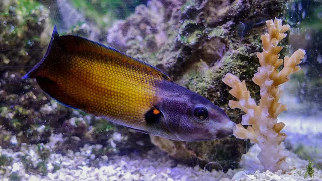 A colorful reef fish called a tubelip wrasse is seen feeding on coral in this undated photo released by James Cook University researchers in Townsville, Queensland, Australia on June 5, 2017. (Photo by Courtesy Victor Huertas and David Bellwood/Reuters)
